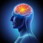 Key Brain Changes Before Birth Linked to Autism and Schizophrenia Risk