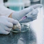 Scientists Develop Breakthrough Method to Eliminate Pancreatic Tumors in Mice