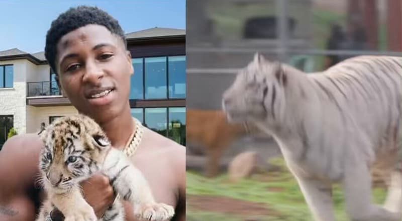 NBA YoungBoy's White Tiger Controversy Sparks Outrage and Criticism