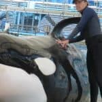 SeaWorld Orlando Mourns the Loss of Beloved Killer Whale Katina at 50