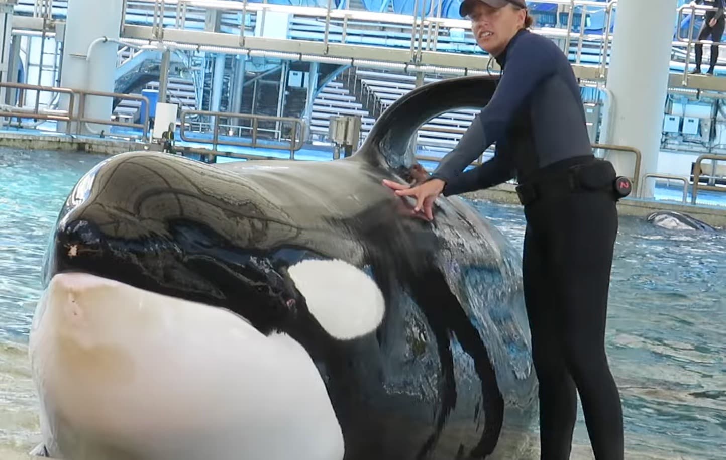 SeaWorld Orlando Mourns the Loss of Beloved Killer Whale Katina at 50