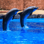 Mexico's New Ban on Dolphin Shows Reshapes Marine Entertainment Industry