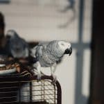 Rocco the Parrot Shocks Owners by Using Alexa to Order Snacks and Toys