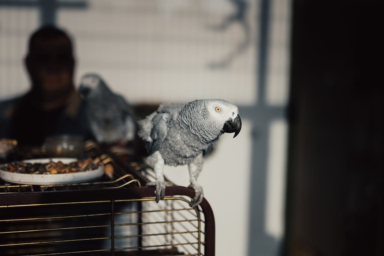 Rocco the Parrot Shocks Owners by Using Alexa to Order Snacks and Toys