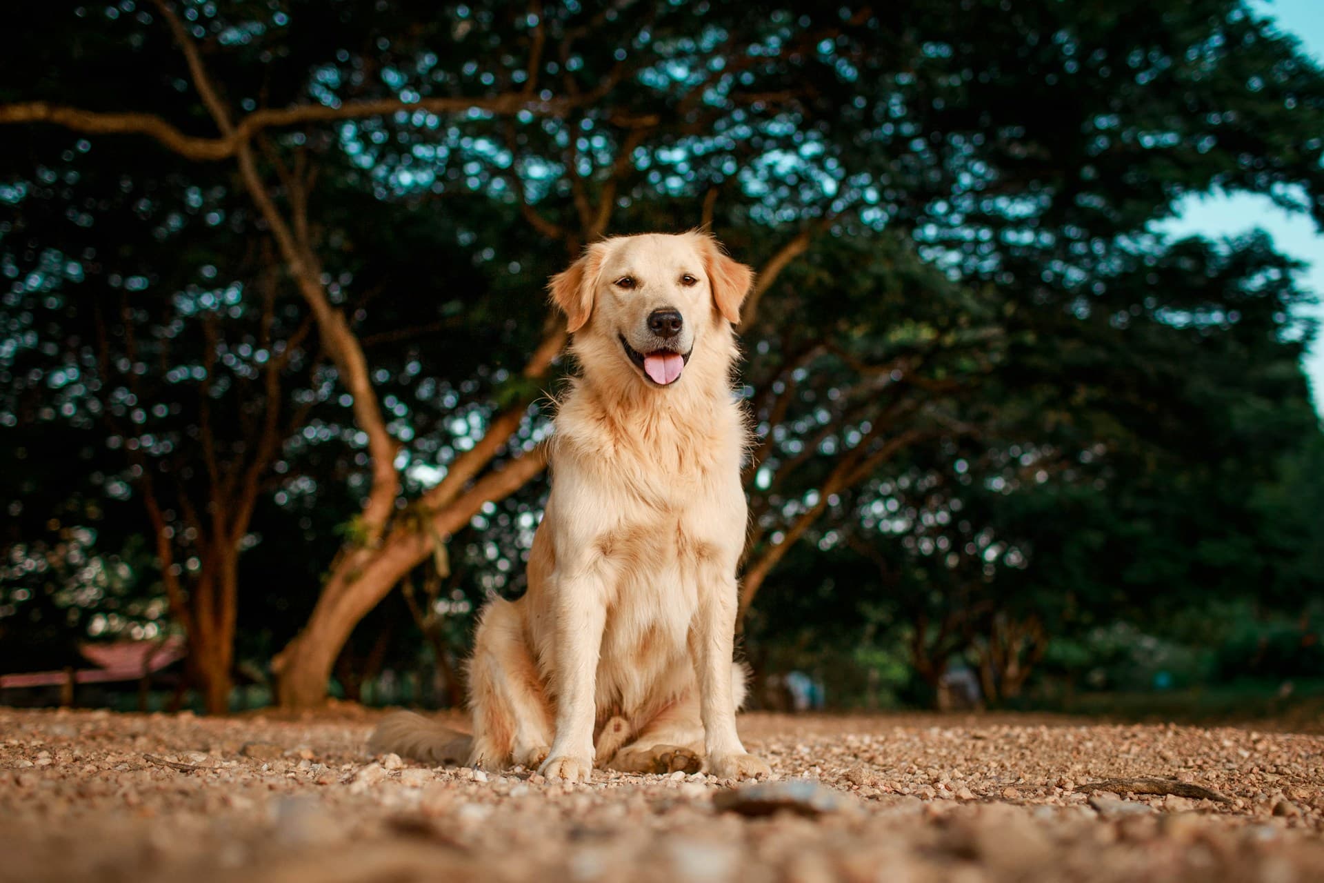 Golden Retriever's Heartwarming Reunion with Vet at Local Bar Goes Viral