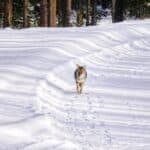 Reintroduced Wolves Revitalize Aspen Trees in Yellowstone National Park
