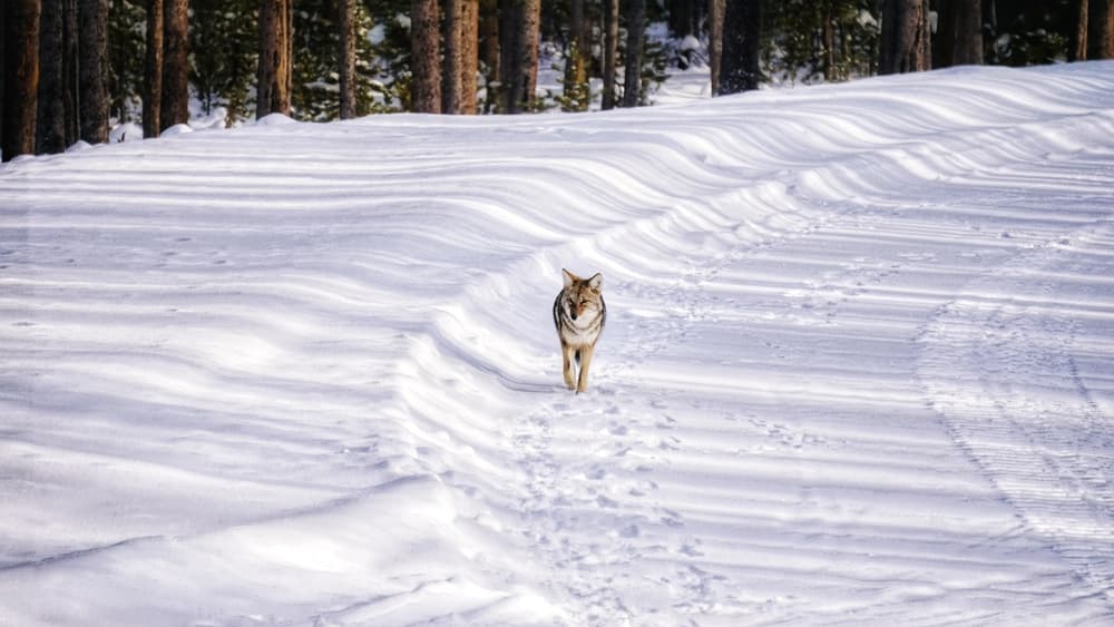 Reintroduced Wolves Revitalize Aspen Trees in Yellowstone National Park