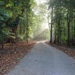 Australia's Only Shrew Officially Declared Extinct After 40 Years