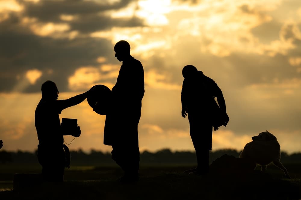 Famous Peace-Walking Dog, Once a Stray in India, Inspires America