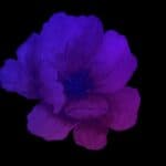 Hidden Fungus Linked to Psychedelics Revealed, Changing Future Research