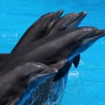 Mexico's Bold Move to Release 350 Dolphins Sparks Conservation Hope