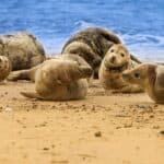 Bird Flu Outbreak in California Elephant Seals Raises Alarm for Wildlife
