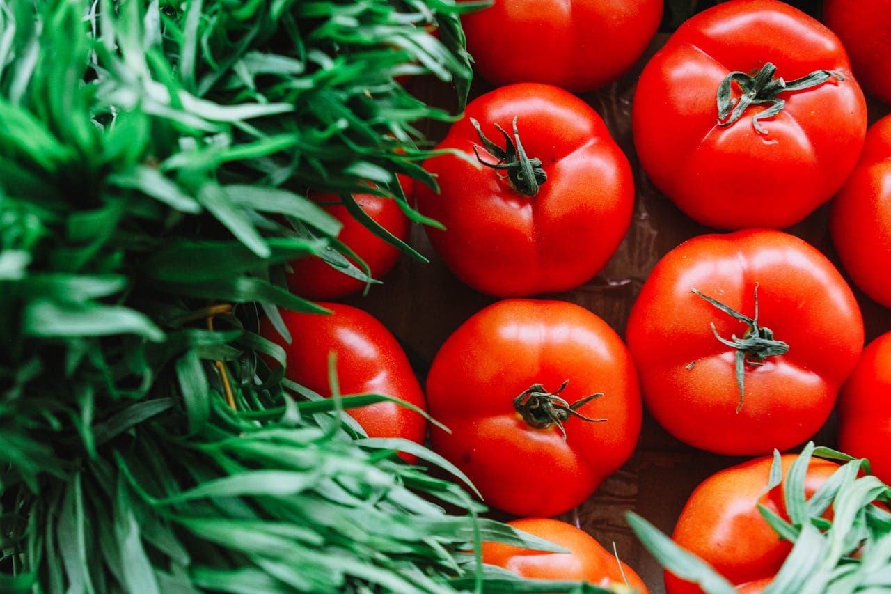 New Study Reveals Why Tomatoes Are Safe to Eat, Challenging Myths
