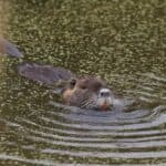 Beaver's Unique Teeth and Jaws Unlock Secrets of Nature's Engineering