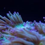 Rare School Bus-Sized Phantom Jellyfish Spotted Off Argentina's Coast