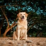 Golden Retriever's Heartwarming Reunion with Vet at Local Bar Goes Viral