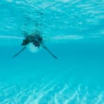 World's Smallest Penguin Chick Hatches in the UK, Exciting Conservation News